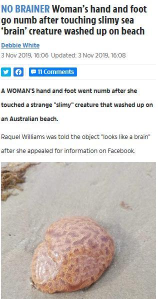 「光明网」澳大利亚沙滩现不明生物：形似人脑能致人麻痹