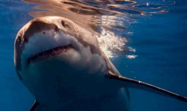 【光明网】惨剧！印度洋虎鲨胃里发现一只手，英国女子凭戒指认出是丈夫