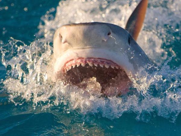 【光明网】惨剧！印度洋虎鲨胃里发现一只手，英国女子凭戒指认出是丈夫