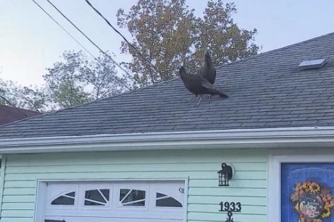 海外网：感恩节前的报复？美国一社区遭大量野火鸡袭击