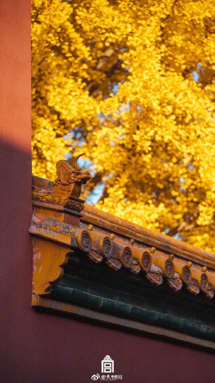 「光明网」这样的故宫更爱了！想换壁纸的赶快收藏