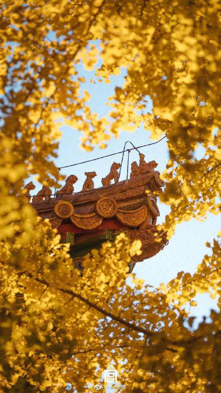 「光明网」这样的故宫更爱了！想换壁纸的赶快收藏