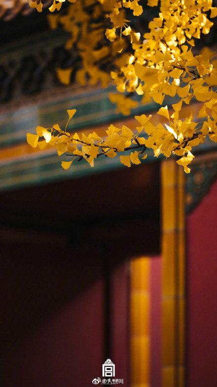 「光明网」这样的故宫更爱了！想换壁纸的赶快收藏