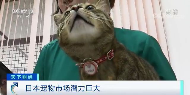 带着宠物去上班 火了 活的招财猫 爱了 人民号