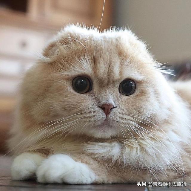 猫咪因为拥有松鼠一样的大尾巴而走红网络吸引15万粉丝