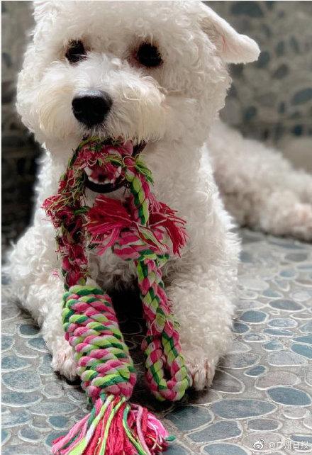 光明网：双11养宠购物清单出炉：猫粮破万吨，比奶粉受欢迎