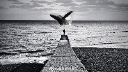 「光明网」日本拟修改捕鲸相关法律 日本推动学校供餐等使用鲸类