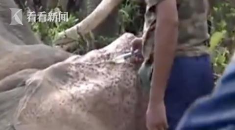 [光明网]印度大象杀手逃亡两周“被捕”曾发飙踩死5村民