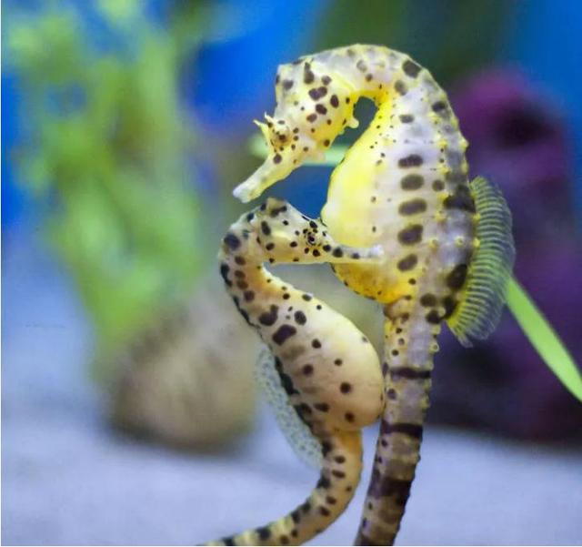 seahorses tend to be monogamous and will intertwine their tails