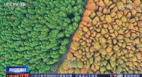 「海外网」美不胜收！这些地方的彩林红叶进入最佳观赏时