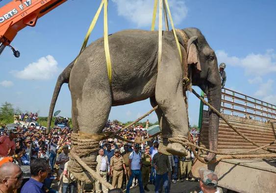 印度大象"本·拉登"被捕6天后突然死亡