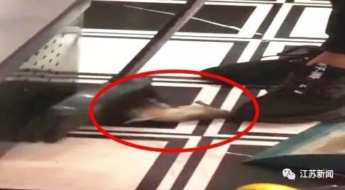 「光明网」在餐厅吃饭竟有老鼠掉头上！女子头皮瞬间被咬破，更惨的是……