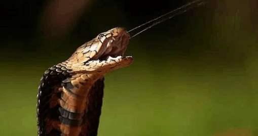 光明网■男子带死蛇回家煲汤 遭惊魂一幕：蛇头动了