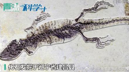 【光明网】科学家发现胃容物标本揭神奇食谱，一亿年前蜥蜴吃古代小龙虾？