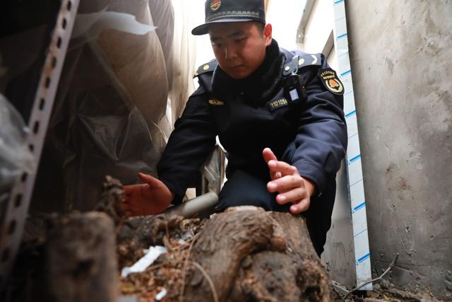 北京日报客户端■砍了一棵树被罚16720元、再补种10棵，这是什么树？