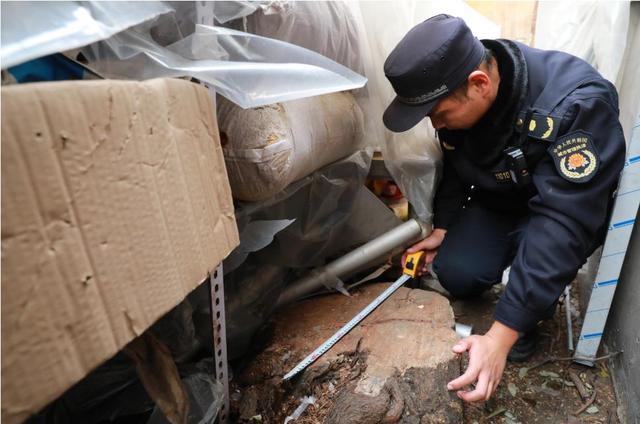 北京日报客户端■砍了一棵树被罚16720元、再补种10棵，这是什么树？