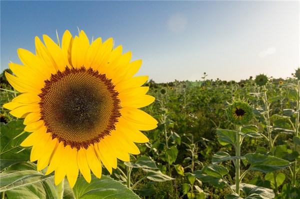 「光明网」五十岁后，最好的活法：简单过
