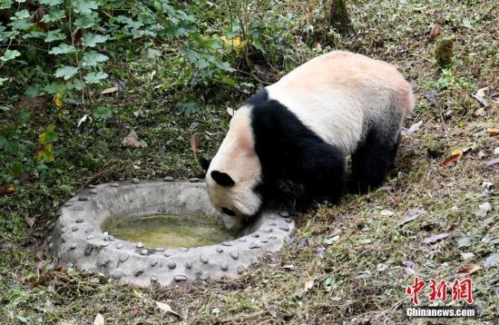 环球网@旅美大熊猫“贝贝”到家：不改“吃货”本色 积极适应新环境