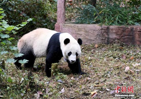 环球网@旅美大熊猫“贝贝”到家：不改“吃货”本色 积极适应新环境