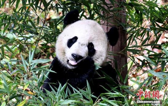 环球网@旅美大熊猫“贝贝”到家：不改“吃货”本色 积极适应新环境