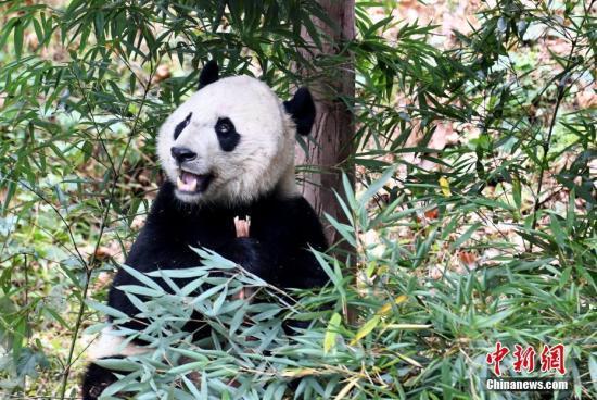 环球网@旅美大熊猫“贝贝”到家：不改“吃货”本色 积极适应新环境
