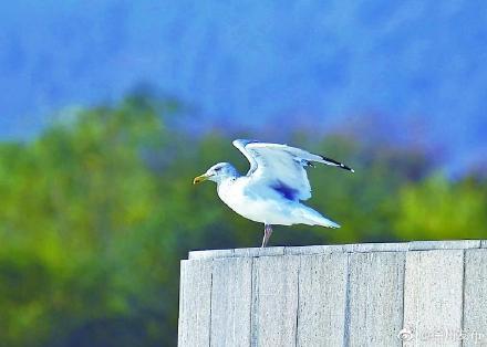 「光明网」飞越2500公里，“老朋友”又来啦