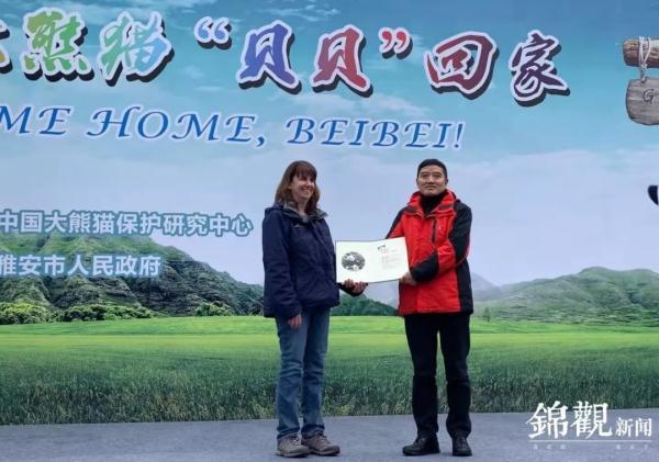 #光明网#旅美大熊猫“贝贝”回家了！1个月后将与公众正式见面