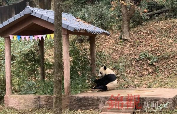 #光明网#旅美大熊猫“贝贝”回家了！1个月后将与公众正式见面