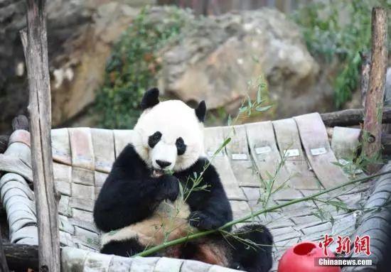 #光明网#旅美大熊猫“贝贝”回家了！1个月后将与公众正式见面
