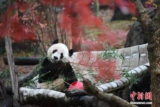 #光明网#旅美大熊猫“贝贝”回家了！1个月后将与公众正式见面