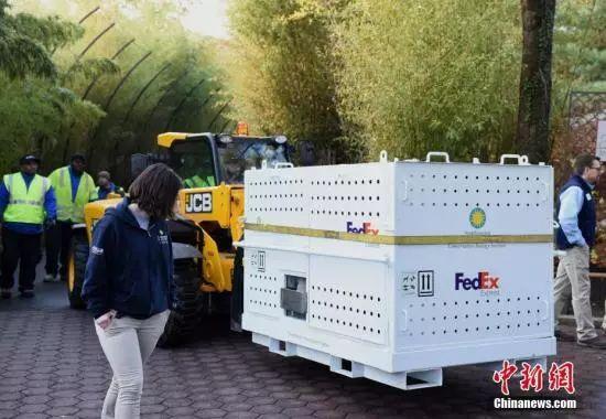#光明网#旅美大熊猫“贝贝”回家了！1个月后将与公众正式见面