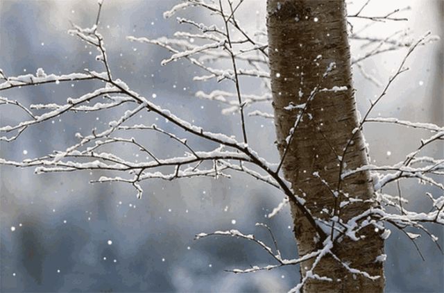 文汇报■小雪丨云暗初成霰点微，旋闻蔌蔌洒窗扉