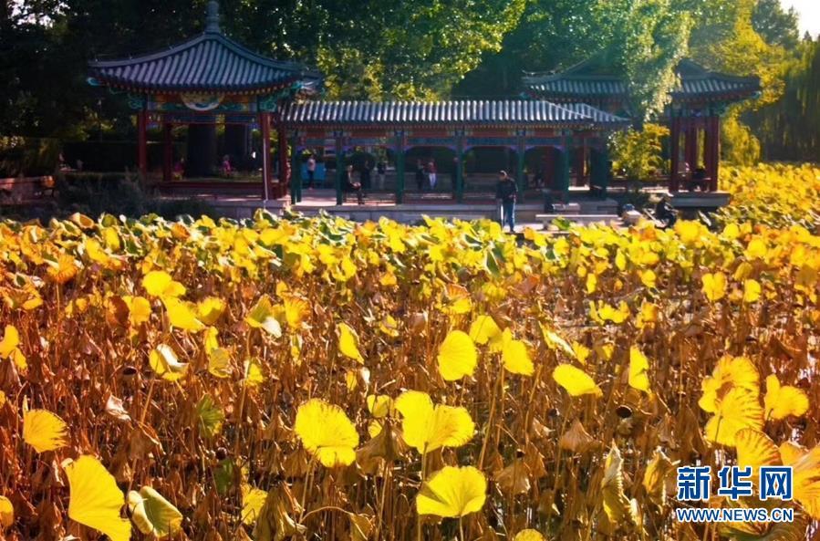#新华网#镜观中国·新华社国内照片精选｜北京拾秋