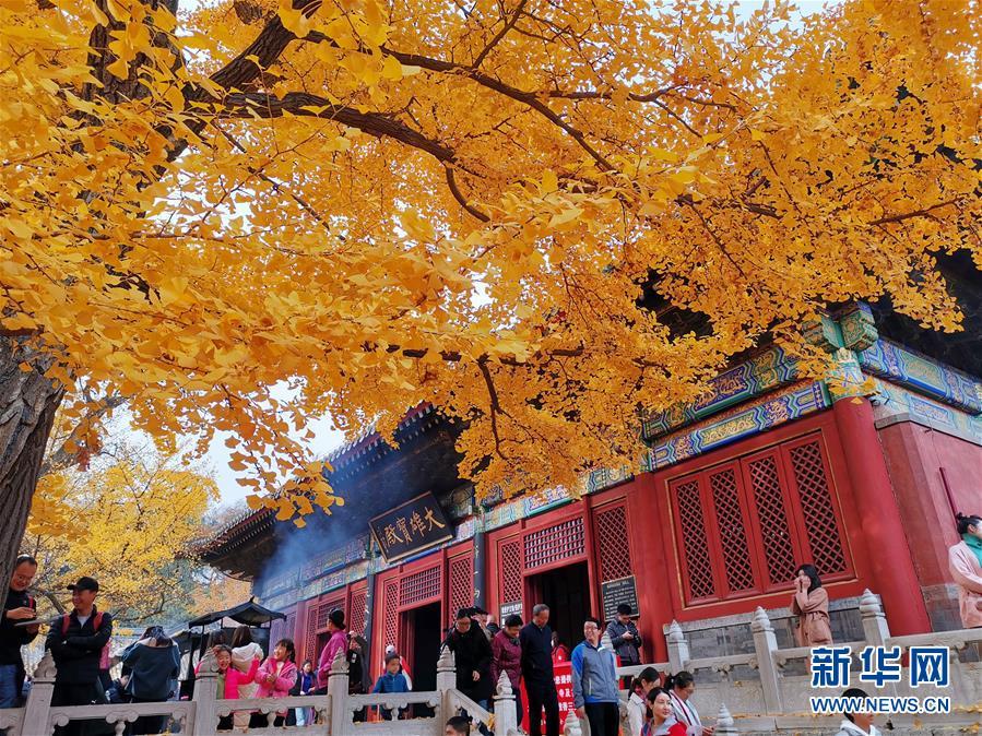 #新华网#镜观中国·新华社国内照片精选｜北京拾秋