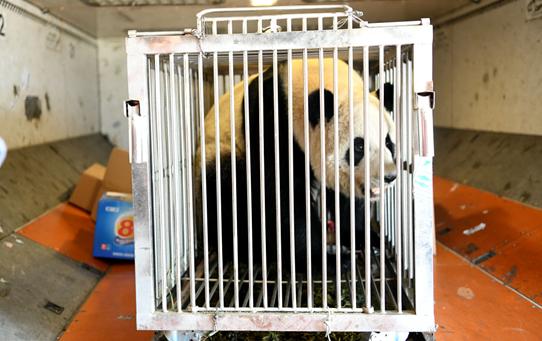 [中国日报网]南航顺利保障大熊猫“君君”“真真”返乡
