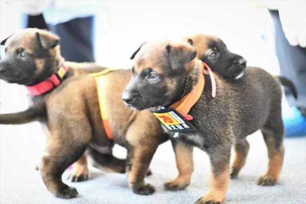 「光明网」我们准备好了 六小只的“成人礼”