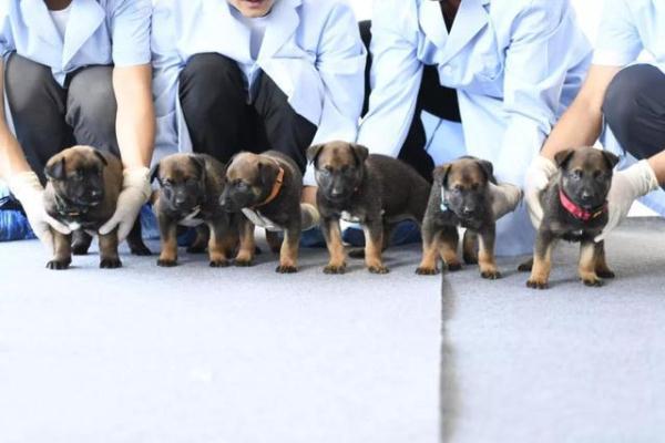 「光明网」我们准备好了 六小只的“成人礼”