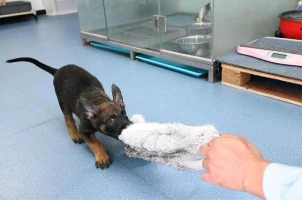 「光明网」我们准备好了 六小只的“成人礼”