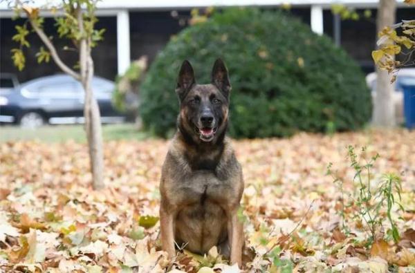 「光明网」我们准备好了 六小只的“成人礼”