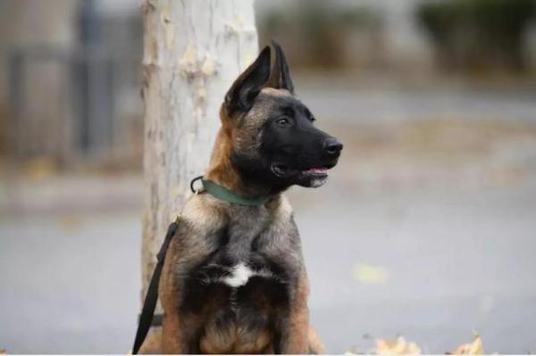 「光明网」我们准备好了 六小只的“成人礼”