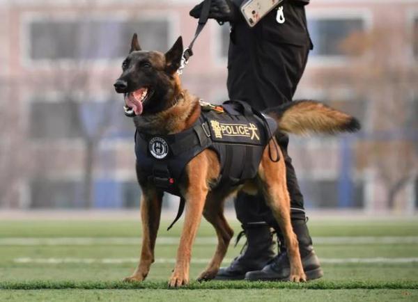 「光明网」我们准备好了 六小只的“成人礼”