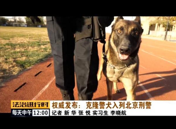 光明网■克隆警犬入列北京刑警！各方面均超越普通警犬