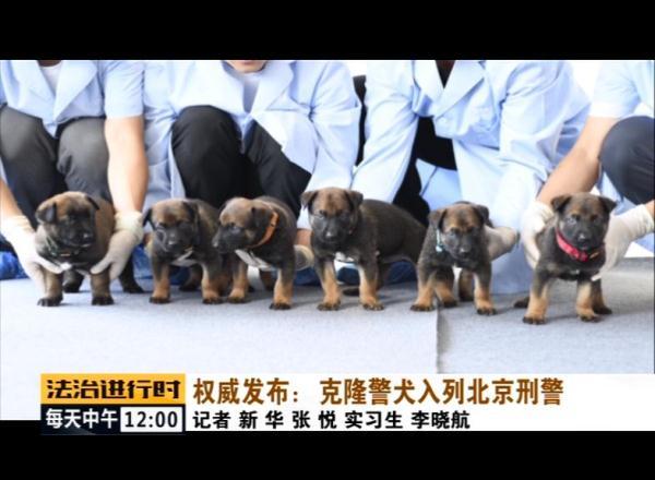 光明网■克隆警犬入列北京刑警！各方面均超越普通警犬
