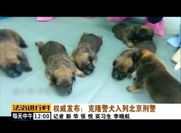 光明网■克隆警犬入列北京刑警！各方面均超越普通警犬