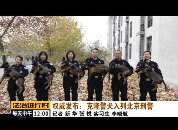 光明网■克隆警犬入列北京刑警！各方面均超越普通警犬