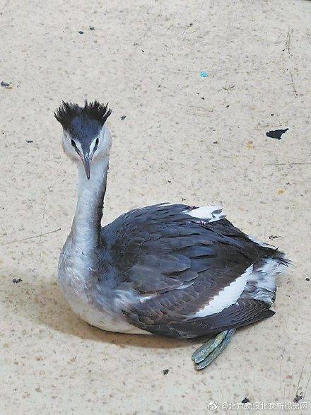 【光明网】奇特大鸟惊现北京街头，一查竟是国家二级保护鸟类