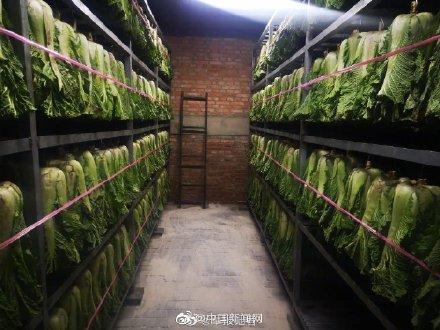 【光明网】兵哥哥囤大白菜也拉线标齐 网友：菜“站”得都比我军训队列齐