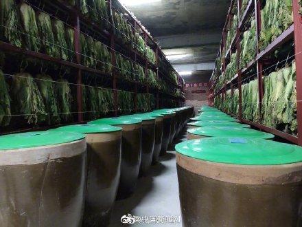 【光明网】兵哥哥囤大白菜也拉线标齐 网友：菜“站”得都比我军训队列齐