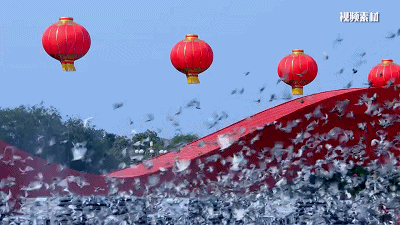 [央视一套]今天18:00档，CCTV-1《动物来啦》为您揭秘“小鸽鸽”们的回家路线！