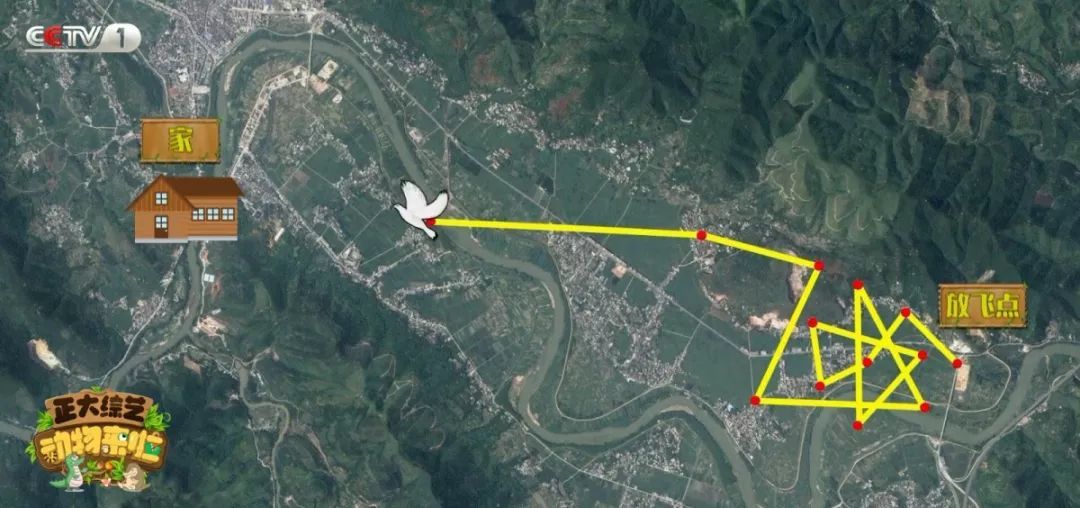 [央视一套]今天18:00档，CCTV-1《动物来啦》为您揭秘“小鸽鸽”们的回家路线！